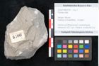 Foto (Objekt + Etikett) von Plantae indet.  (NHMW-GEO-2024-0188-6700)